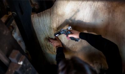 Campanha de vacina��o contra a febre aftosa � iniciada em Mato Grosso