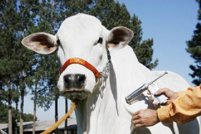 Aftosa: Brasil inicia estudo para certificar novas �reas livres sem vacina��o