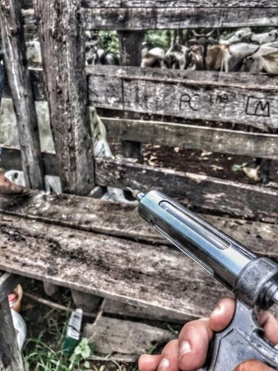 Prazo para vacina��o contra brucelose termina amanh� (30)