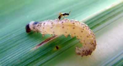 Mapa registra defensivos biol�gicos in�ditos para combater �caros e nematoides