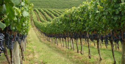 Uva: Chuvas podem reduzir qualidade da uva do Vale