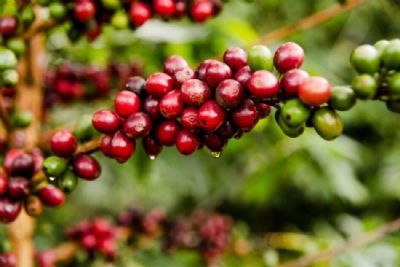 Caf� em Nova York sobe mais de 300 pontos ap�s novas estimativas de quebra de safra