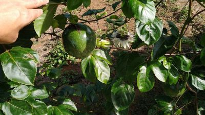 Cultivo de maracuj� em MT se torna mais lucrativo nos �ltimos anos
