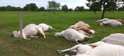 15 Cabe�as de gado morrem ap�s queda de raio em Mato Grosso